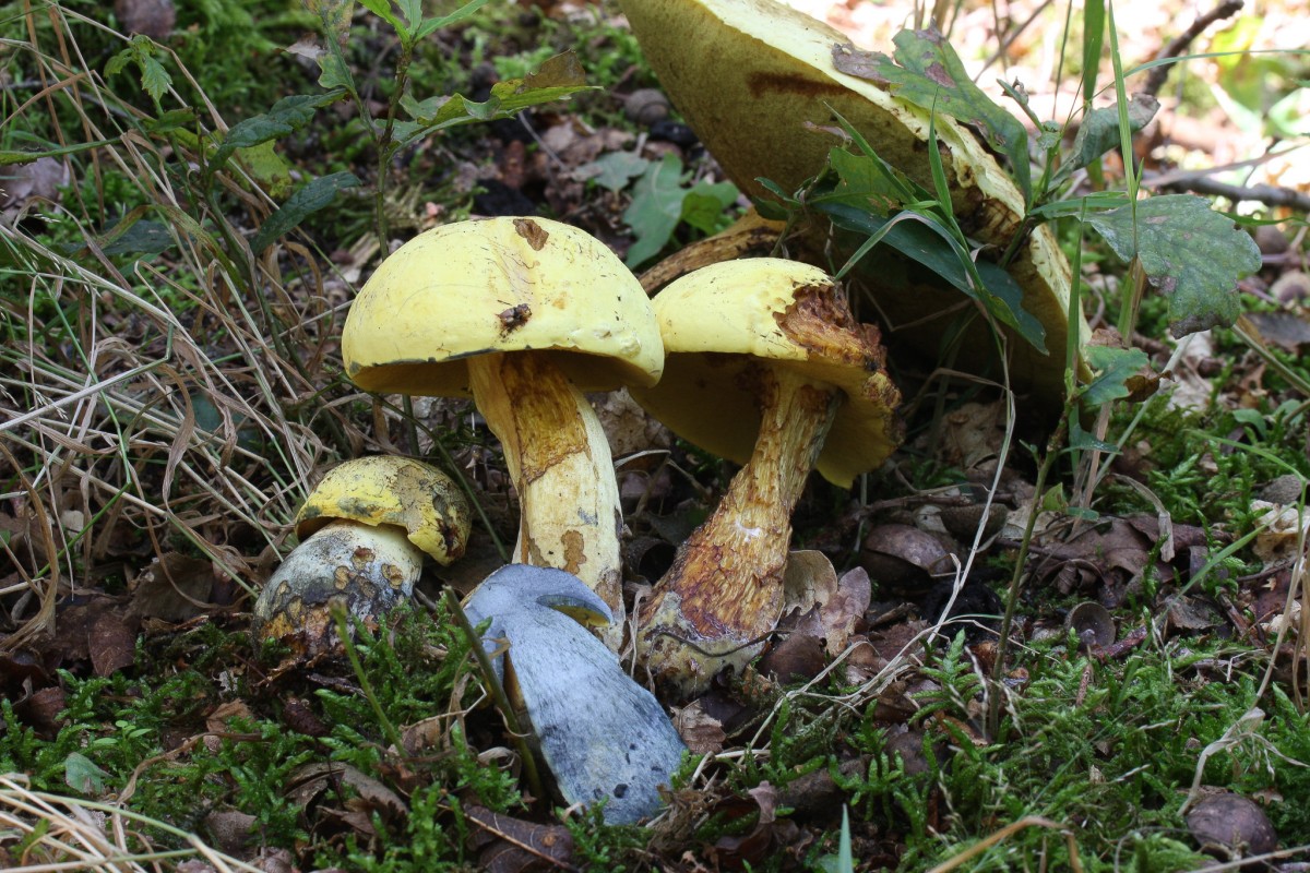 Neoboletus erythropus f. pseudosulphureus (door Martin Gotink)