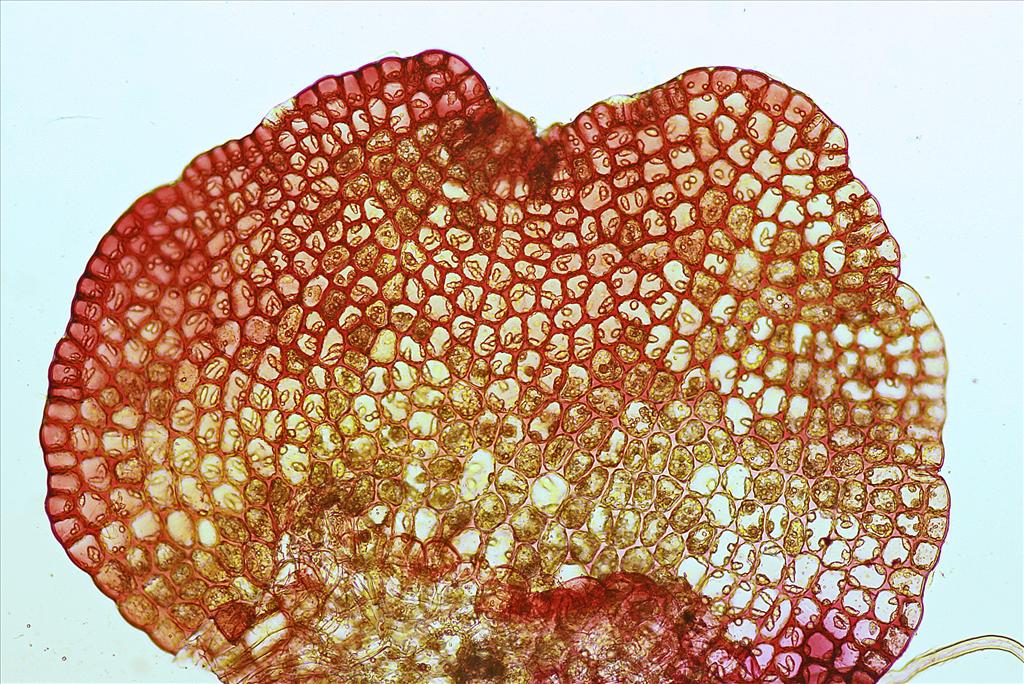 Nardia geoscyphus (door Jan Kersten)