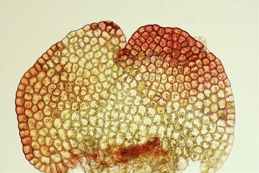 Nardia geoscyphus (door Jan Kersten)