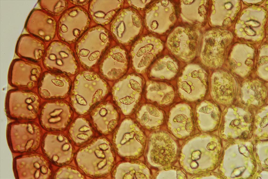 Nardia geoscyphus (door Jan Kersten)