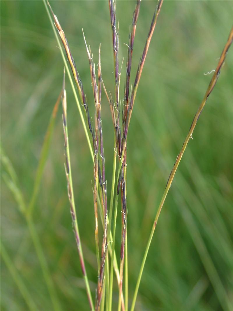 Nardus stricta (door Adrie van Heerden)