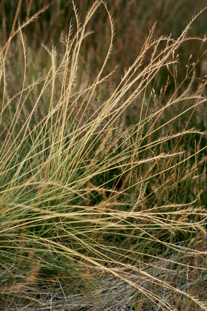 Nardus stricta (door Adrie van Heerden)