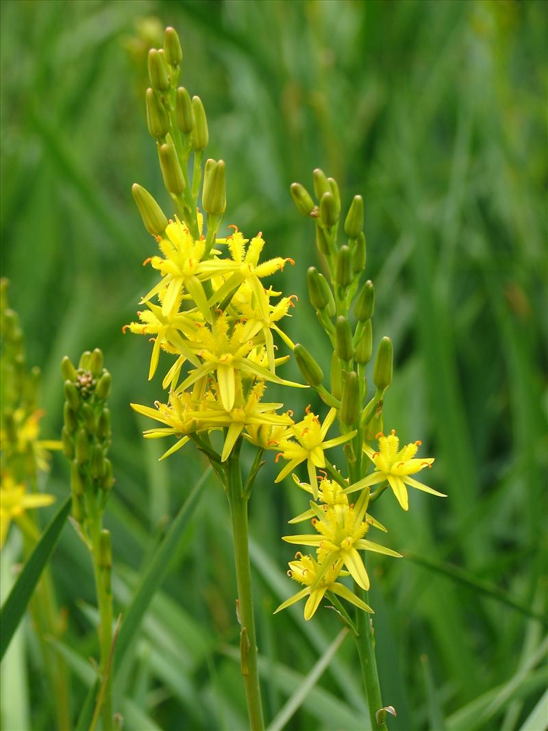 Narthecium ossifragum (door Adrie van Heerden)