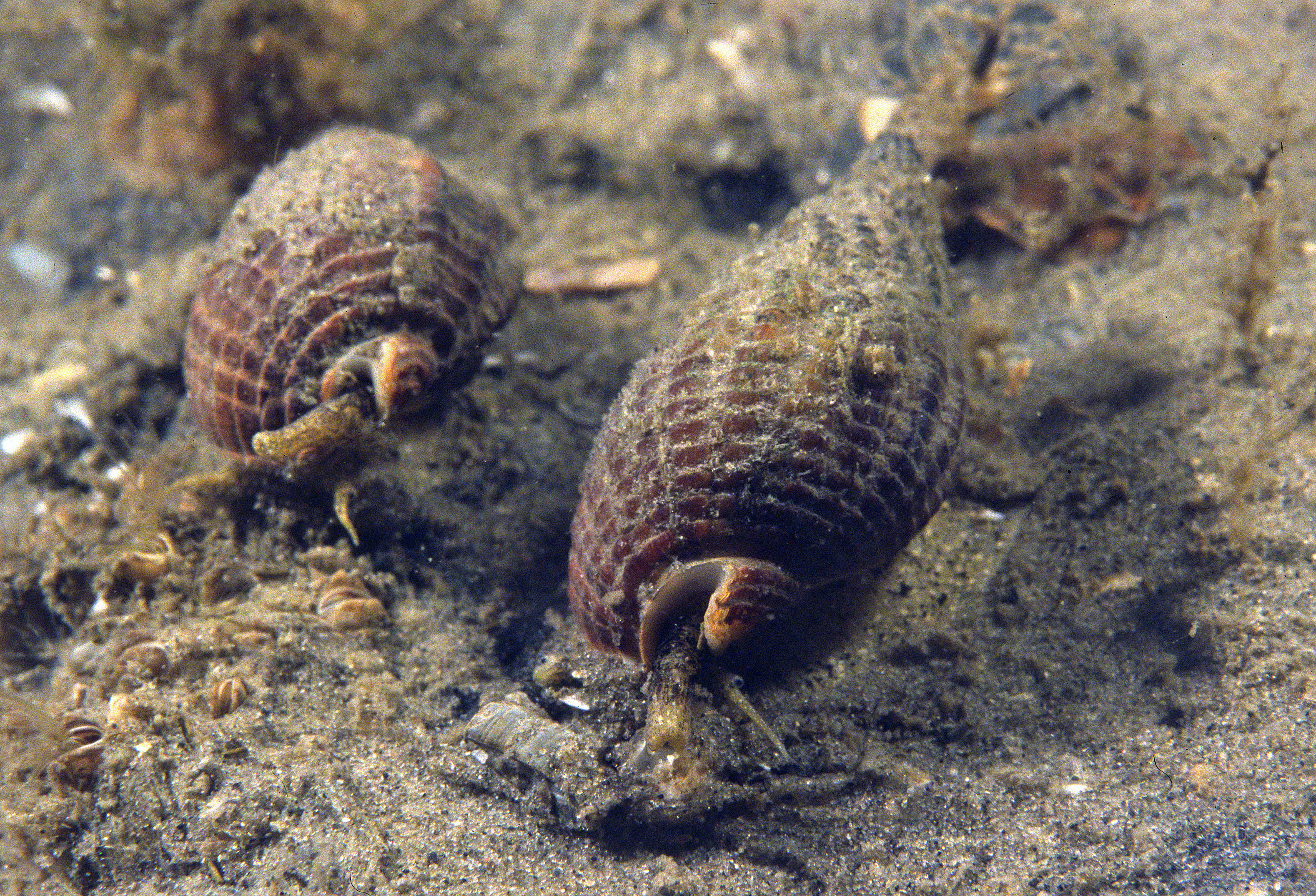 Nassarius nitidus (door Marion Haarsma)