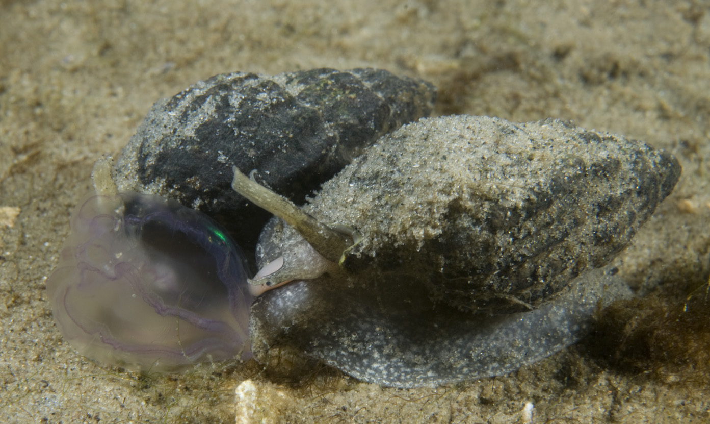 Nassarius nitidus (door Peter H. van Bragt)