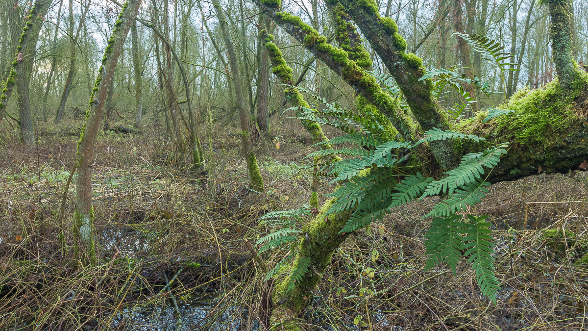 Polypodium interjectum (door Antonie Blom)