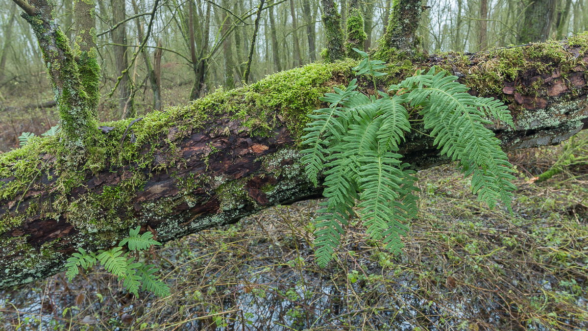 Polypodium interjectum (door Antonie Blom)