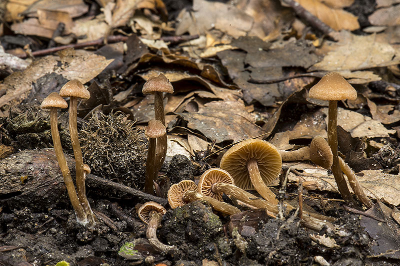 Alnicola geraniolens (door Nico Dam)