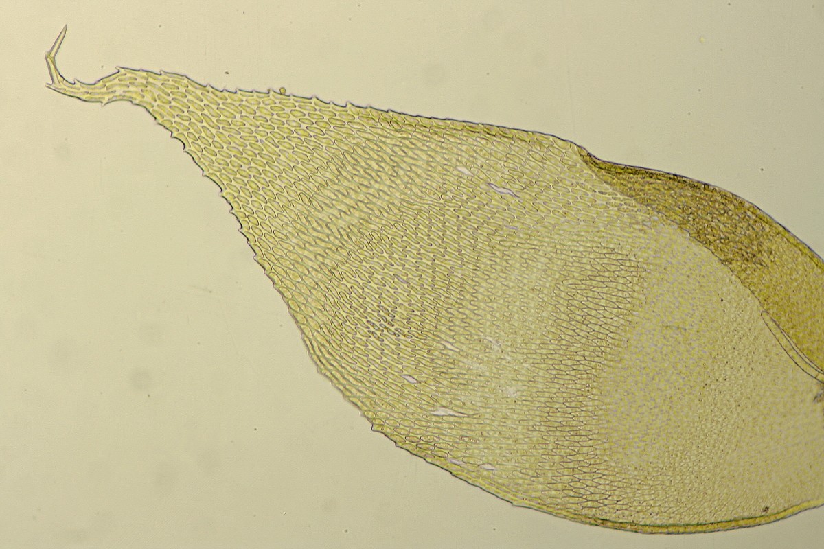 Neckera pumila (door Jan Kersten)