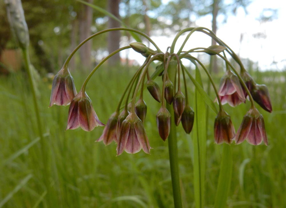 Allium siculum (door Ed Stikvoort | saxifraga.nl)