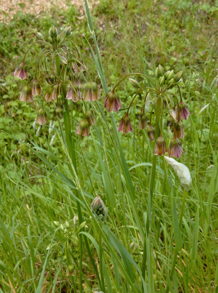 Allium siculum (door Ed Stikvoort | saxifraga.nl)