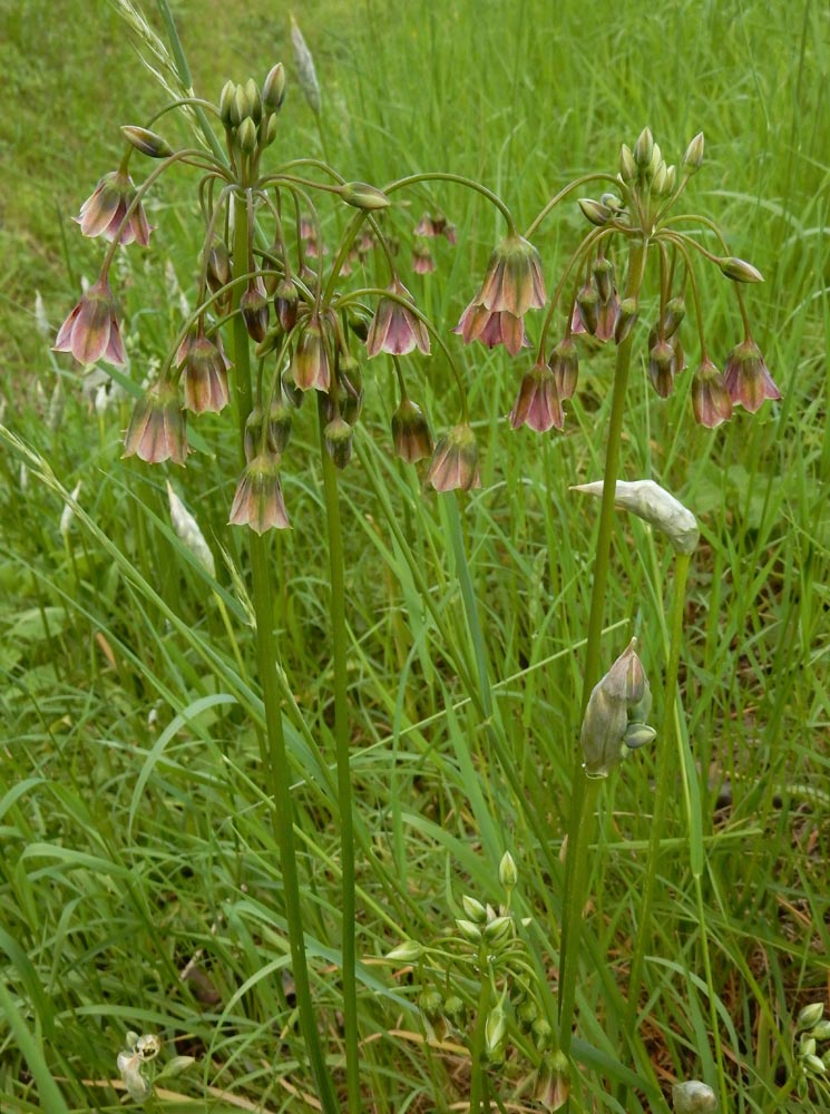 Allium siculum (door Ed Stikvoort | saxifraga.nl)