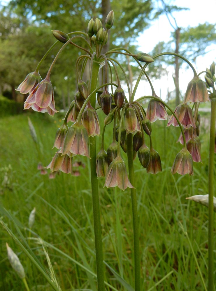 Allium siculum (door Ed Stikvoort | saxifraga.nl)