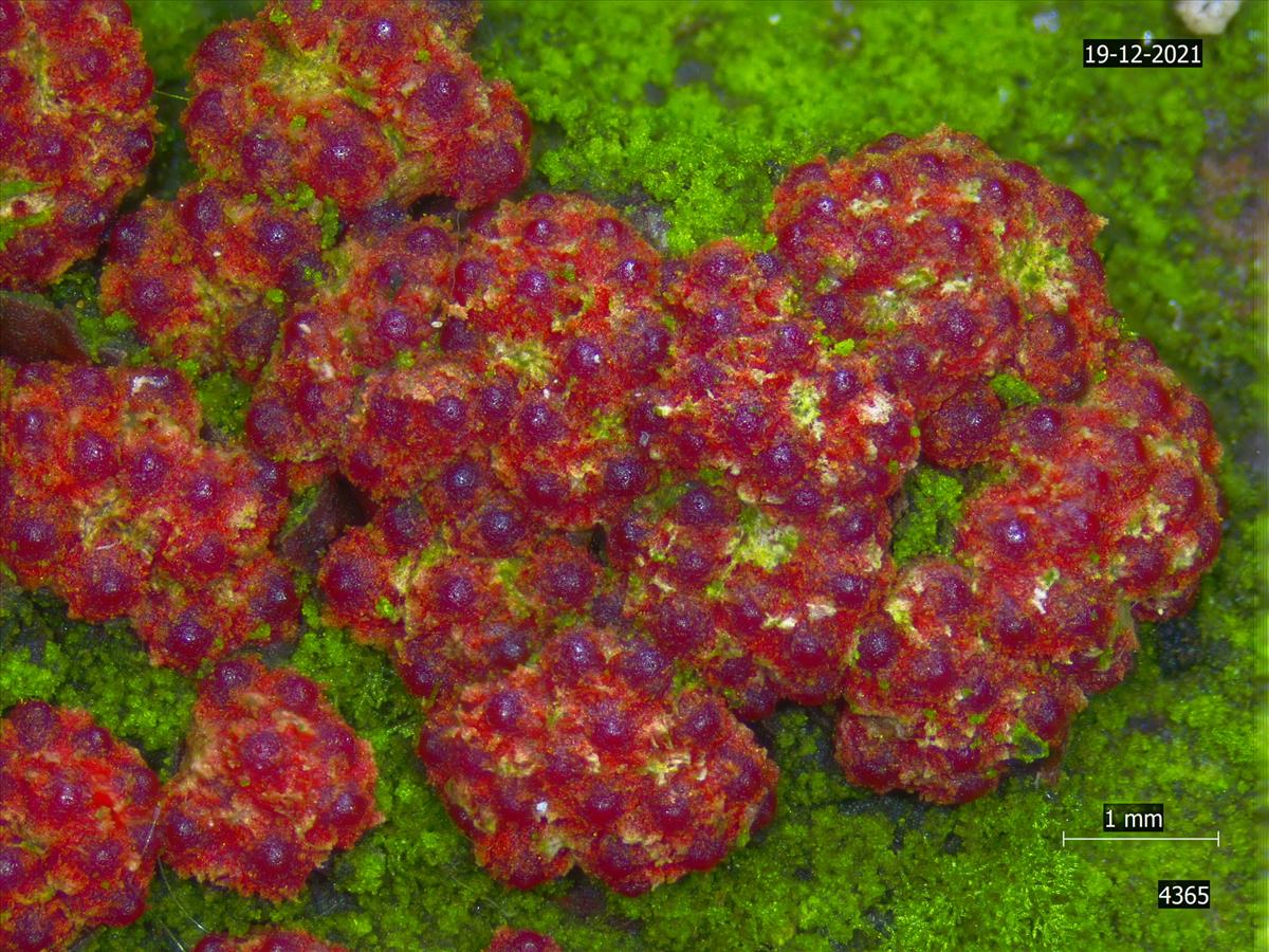 Nectria aurantiaca (door Eduard Osieck)