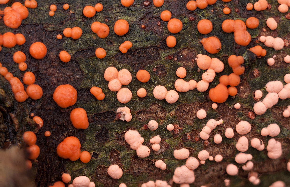 Nectria cinnabarina (door Aldert Gutter)