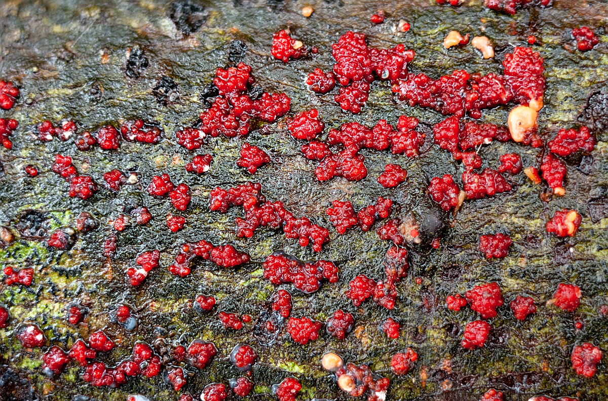 Nectria cinnabarina (door Aldert Gutter)