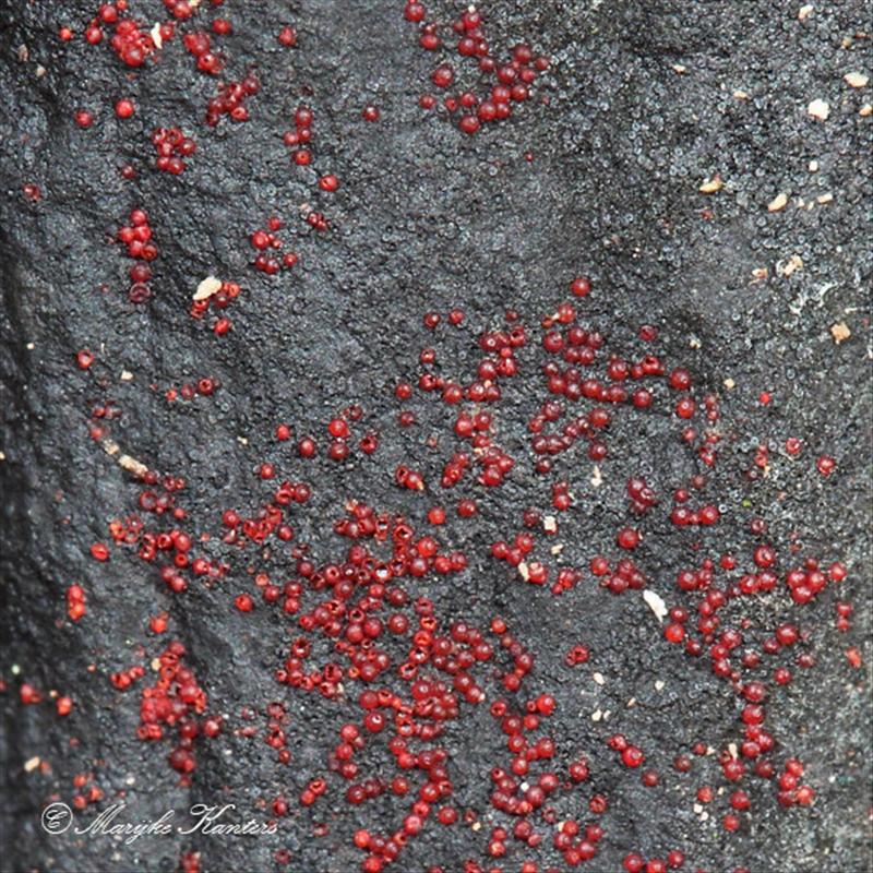 Dialonectria episphaeria (door marijke kanters)