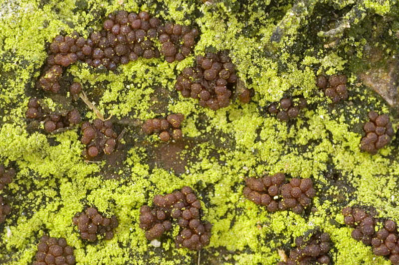 Nectria sinopica (door Nico Dam)