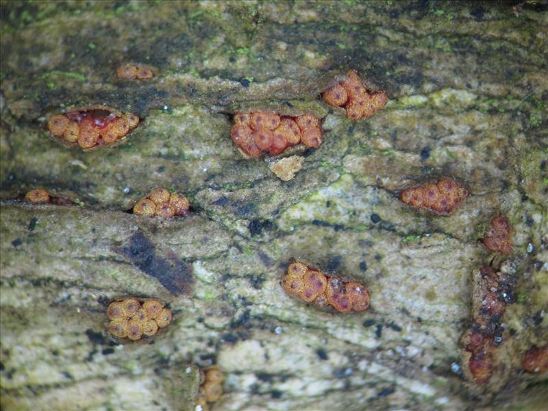 Nectria sinopica (door Marian Jagers)