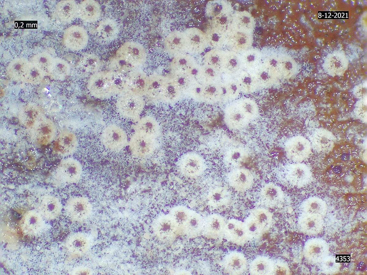 Nectriopsis oropensoides (door Eduard Osieck)