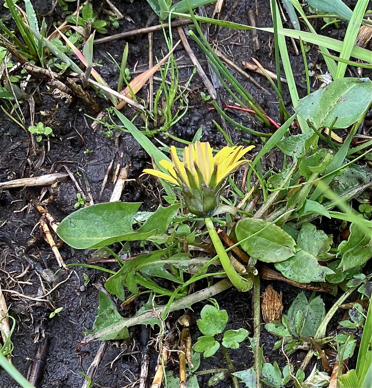 Taraxacum akteum (door Jelle J. Hofstra)