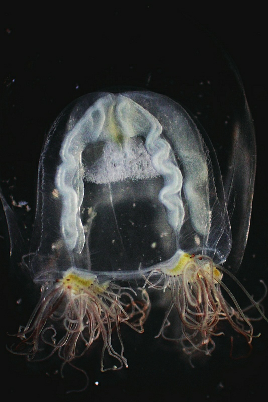 Nemopsis bachei (door Floris Bennema)