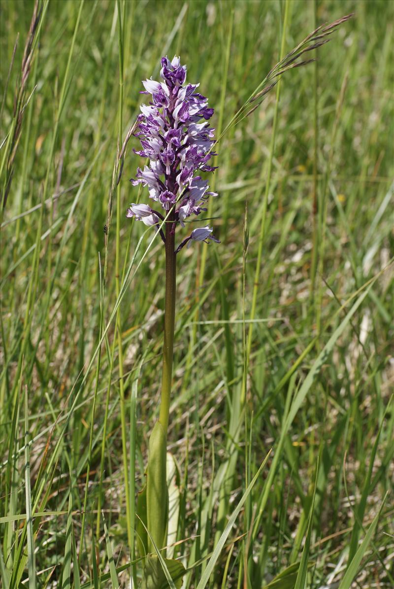 Orchis militaris (door Adrie van Heerden)