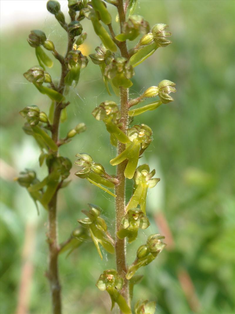 Neottia ovata (door Adrie van Heerden)