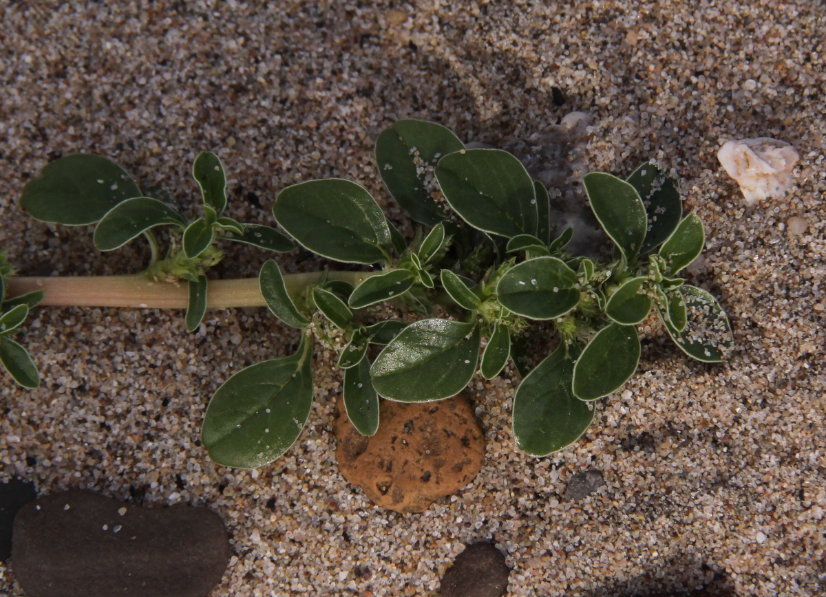 Amaranthus blitoides (door Peter Meininger)