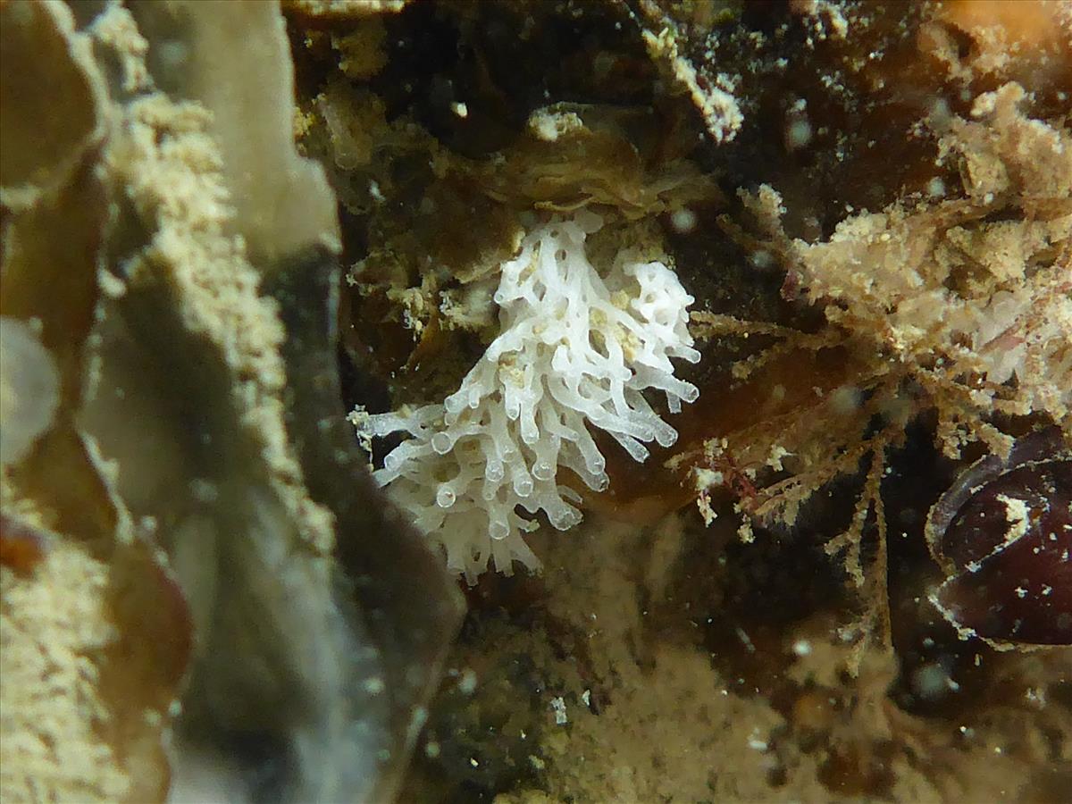 Clathrina coriacea (door Luna van der Loos)