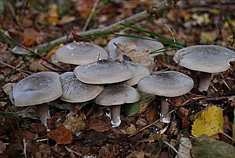 Clitocybe nebularis (door Julius vd Broek)