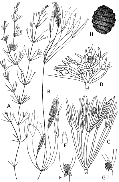 Nitella flexilis (door Emile Nat)