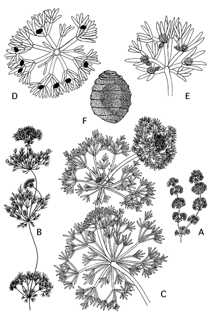 Nitella hyalina (door Emile Nat)