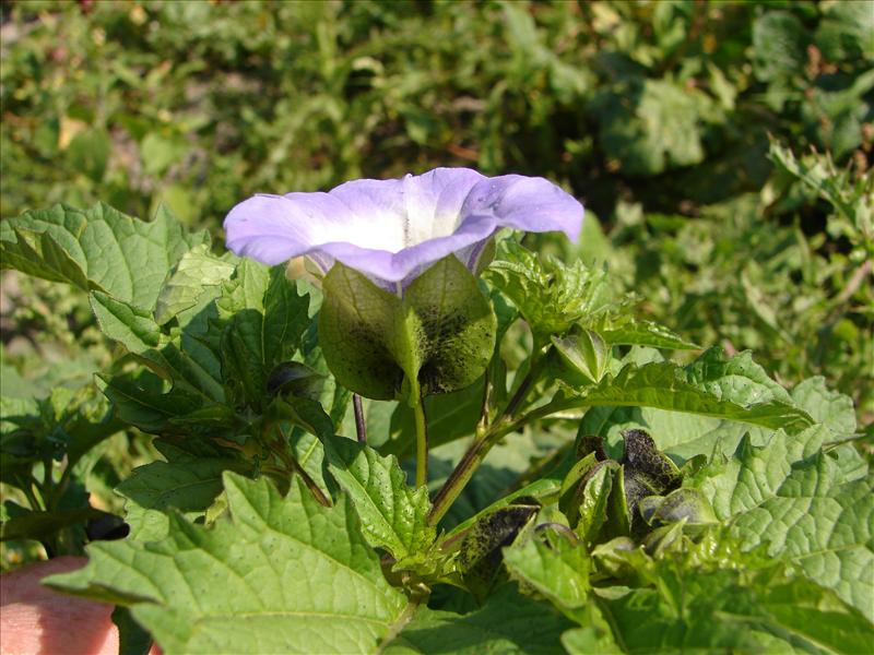 Nicandra physalodes (door Adrie van Heerden)