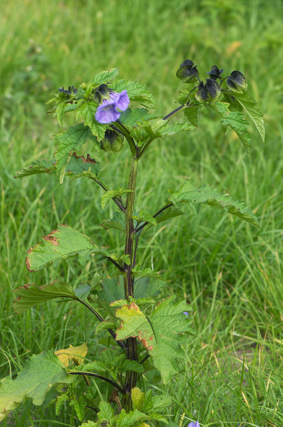 Nicandra physalodes (door Hans Toetenel)