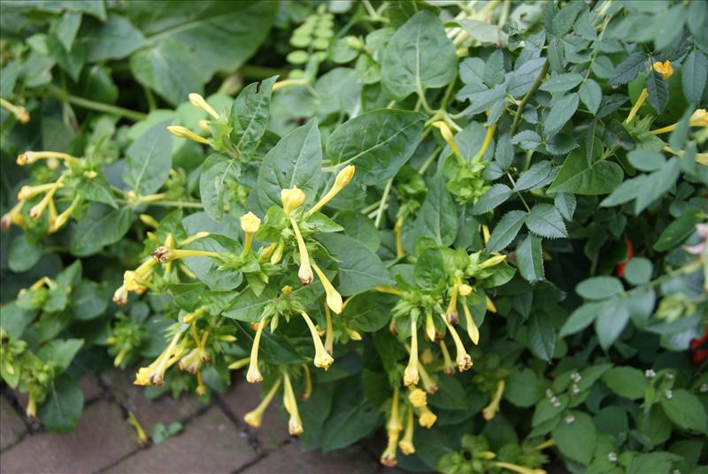 Mirabilis jalapa (door Adrie van Heerden)