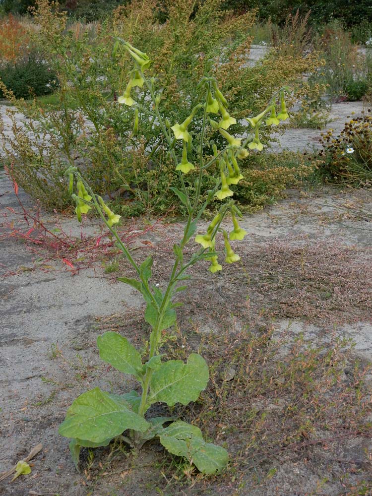 Nicotiana langsdorfii (door Saxifraga-Ed Stikvoort)