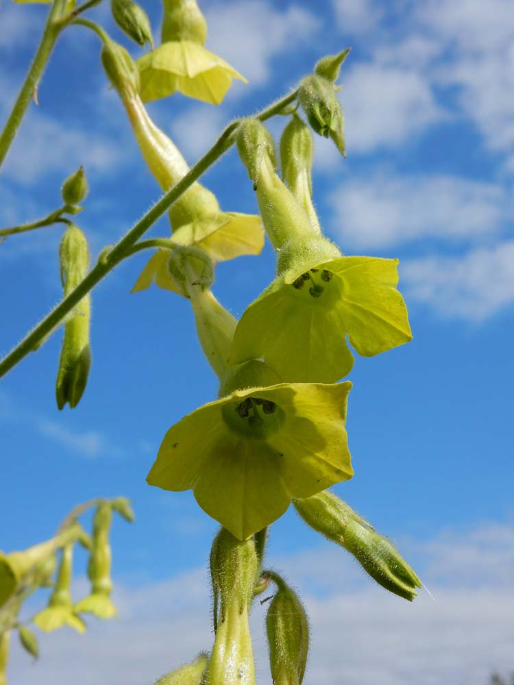 Nicotiana langsdorfii (door Saxifraga-Ed Stikvoort)