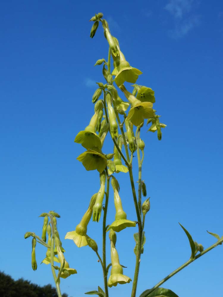 Nicotiana langsdorfii (door Saxifraga-Ed Stikvoort)