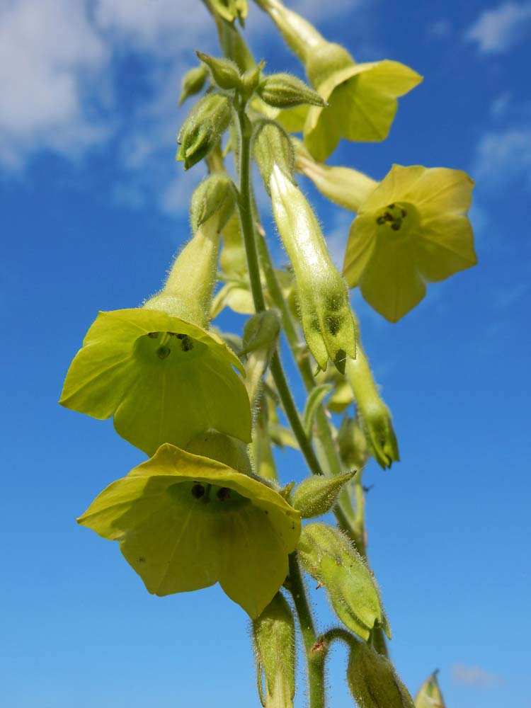 Nicotiana langsdorfii (door Saxifraga-Ed Stikvoort)