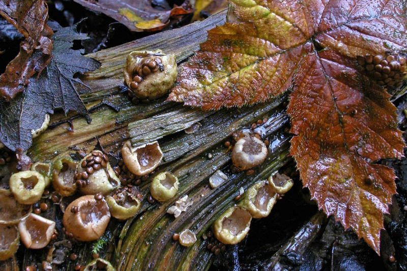 Nidularia deformis (door Gerben Winkel)