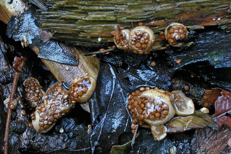 Nidularia deformis (door Gerben Winkel)