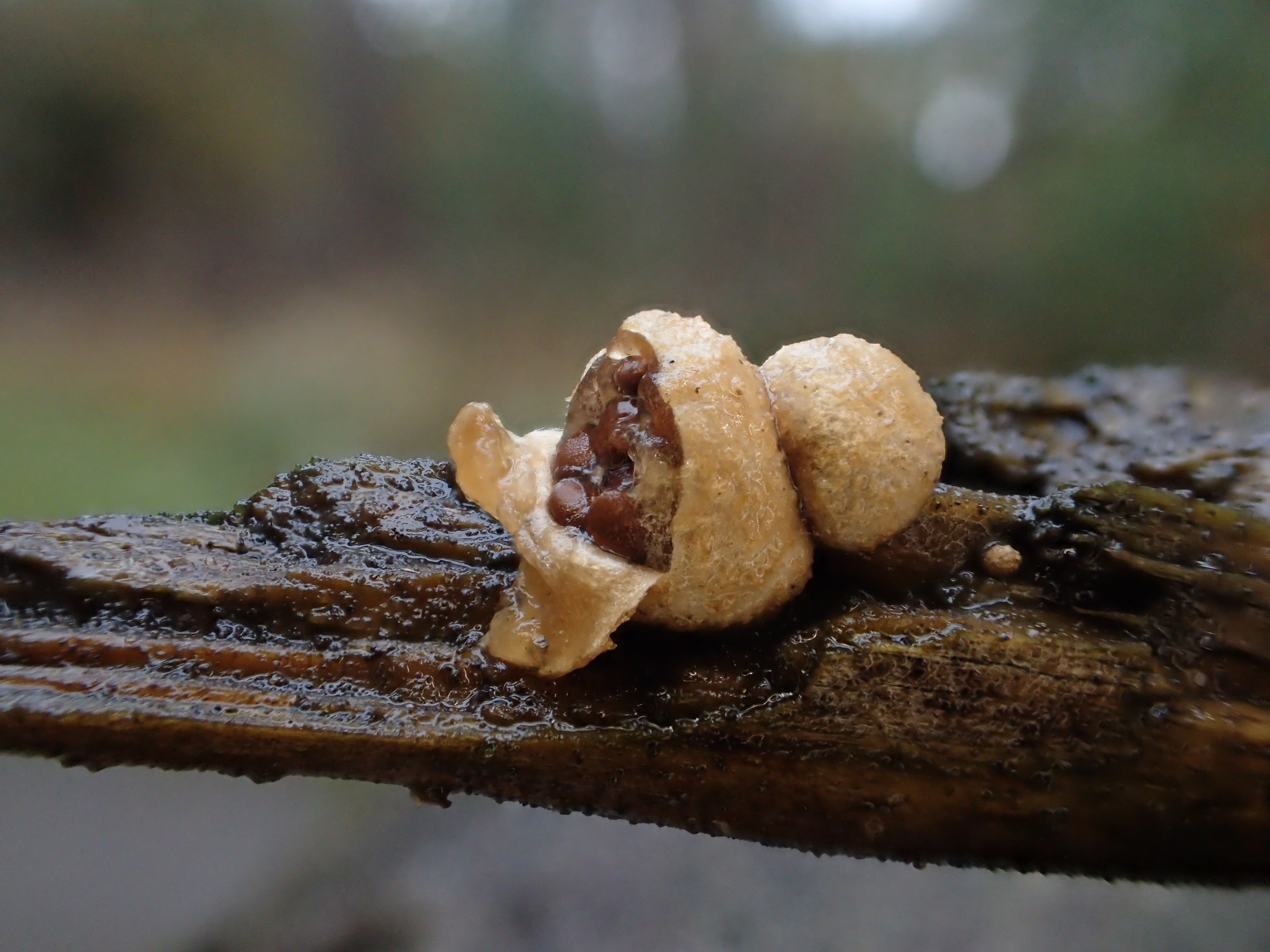 Nidularia deformis (door Leo Jalink)