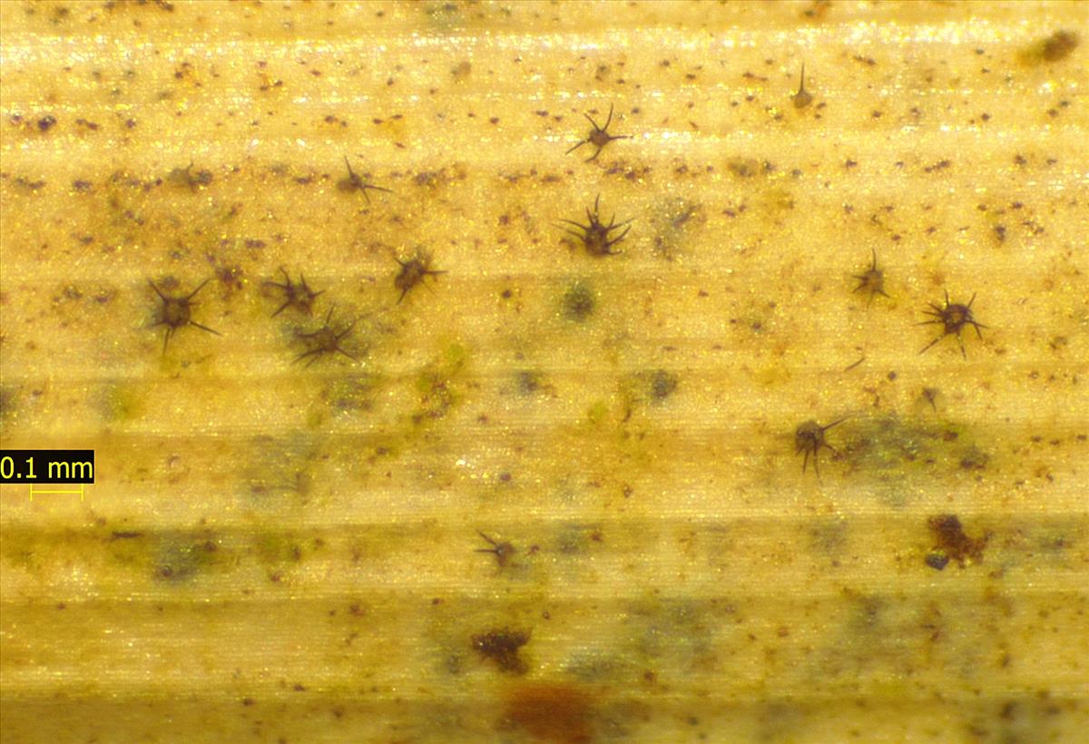 Niesslia exosporioides (door Eduard Osieck)