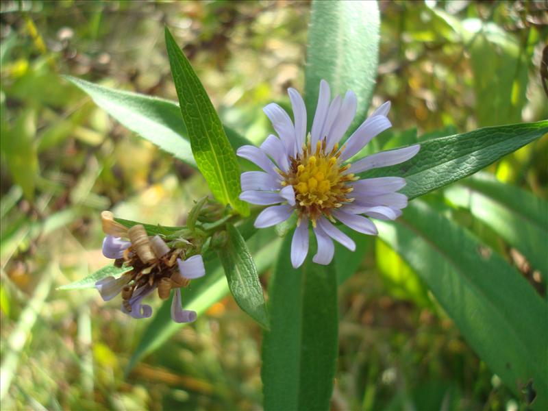 Symphyotrichum novi-belgii (door Michael Inden)