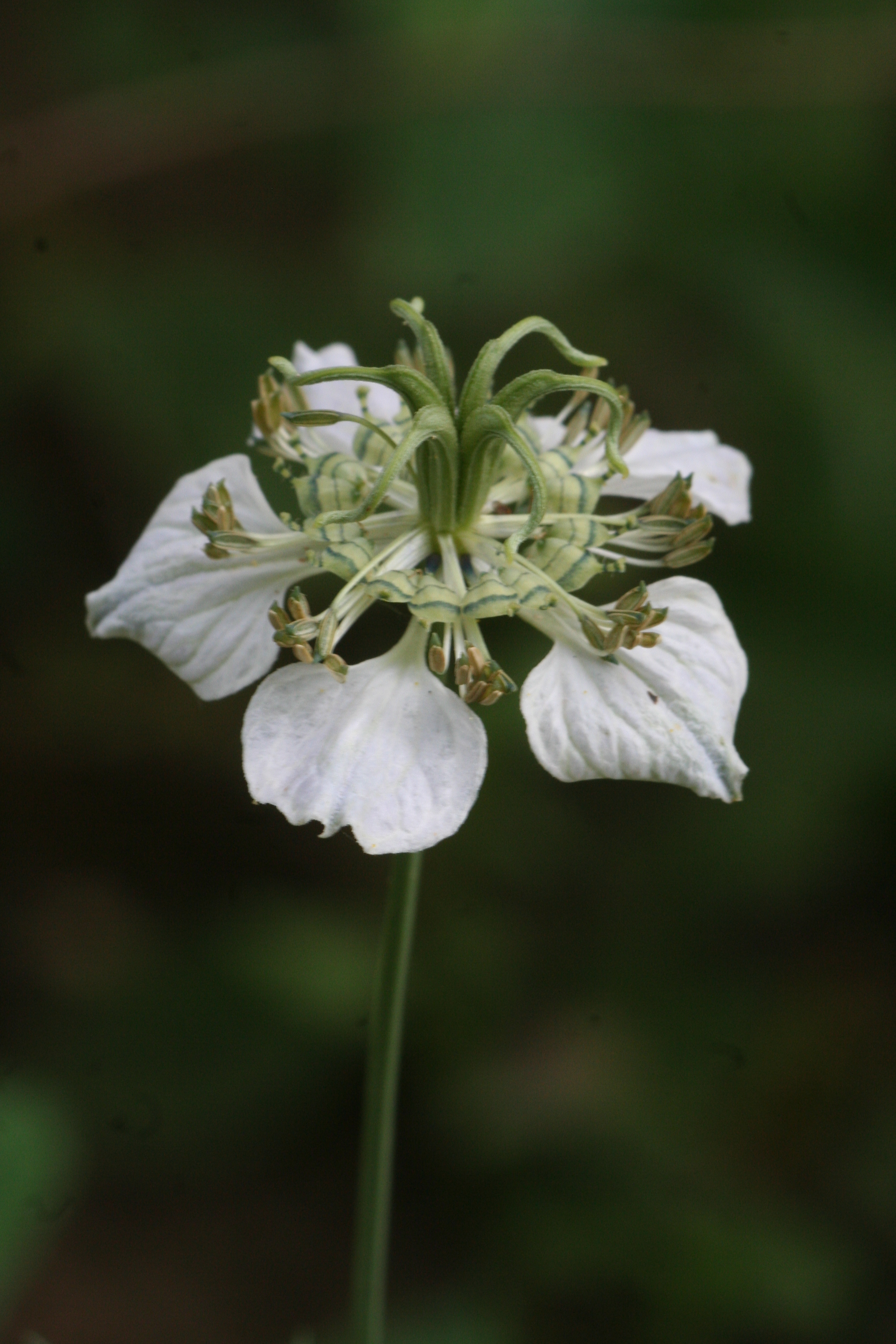 Nigella arvensis (door Lieuwe Haanstra)