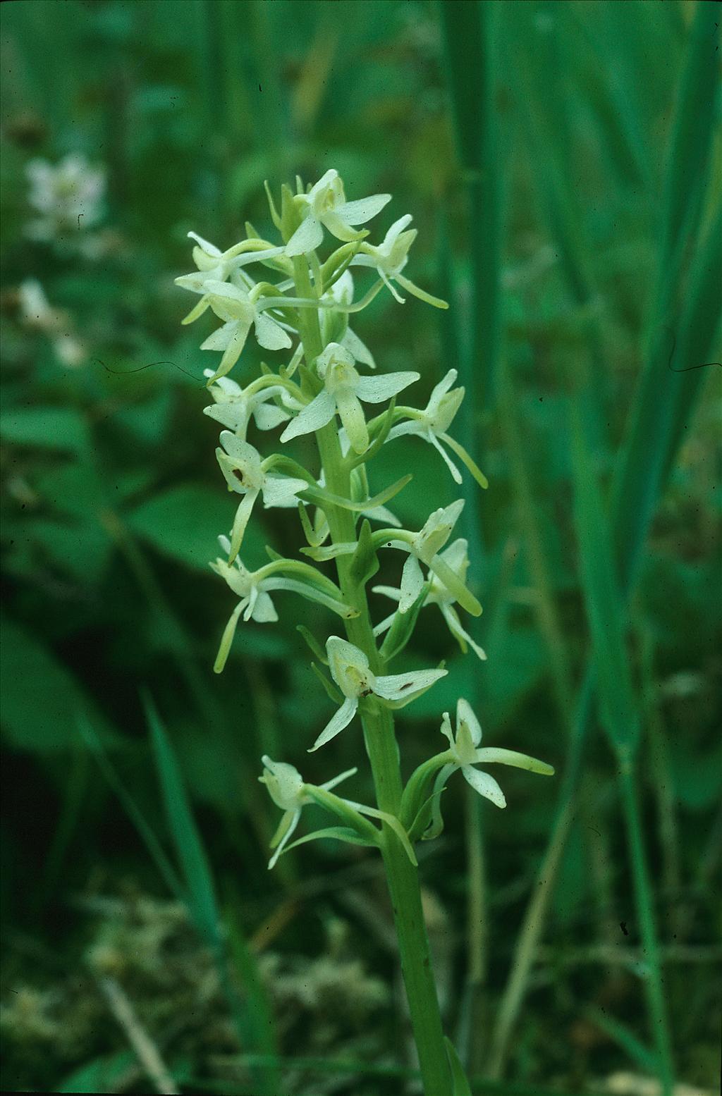 Platanthera bifolia (door Otto Brinkkemper)