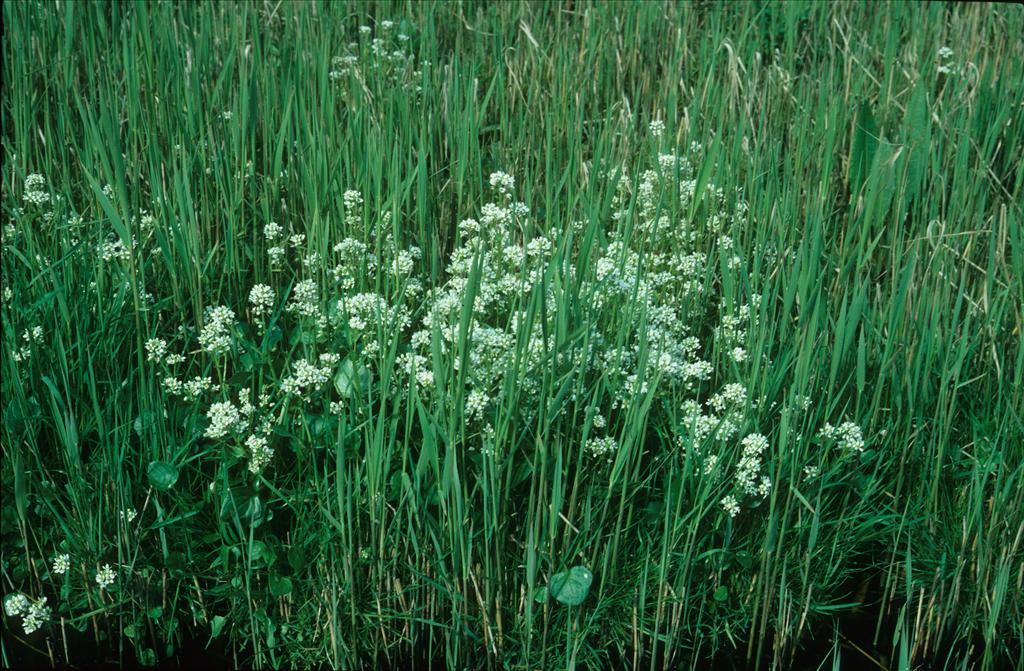 Cochlearia officinalis (door Otto Brinkkemper)