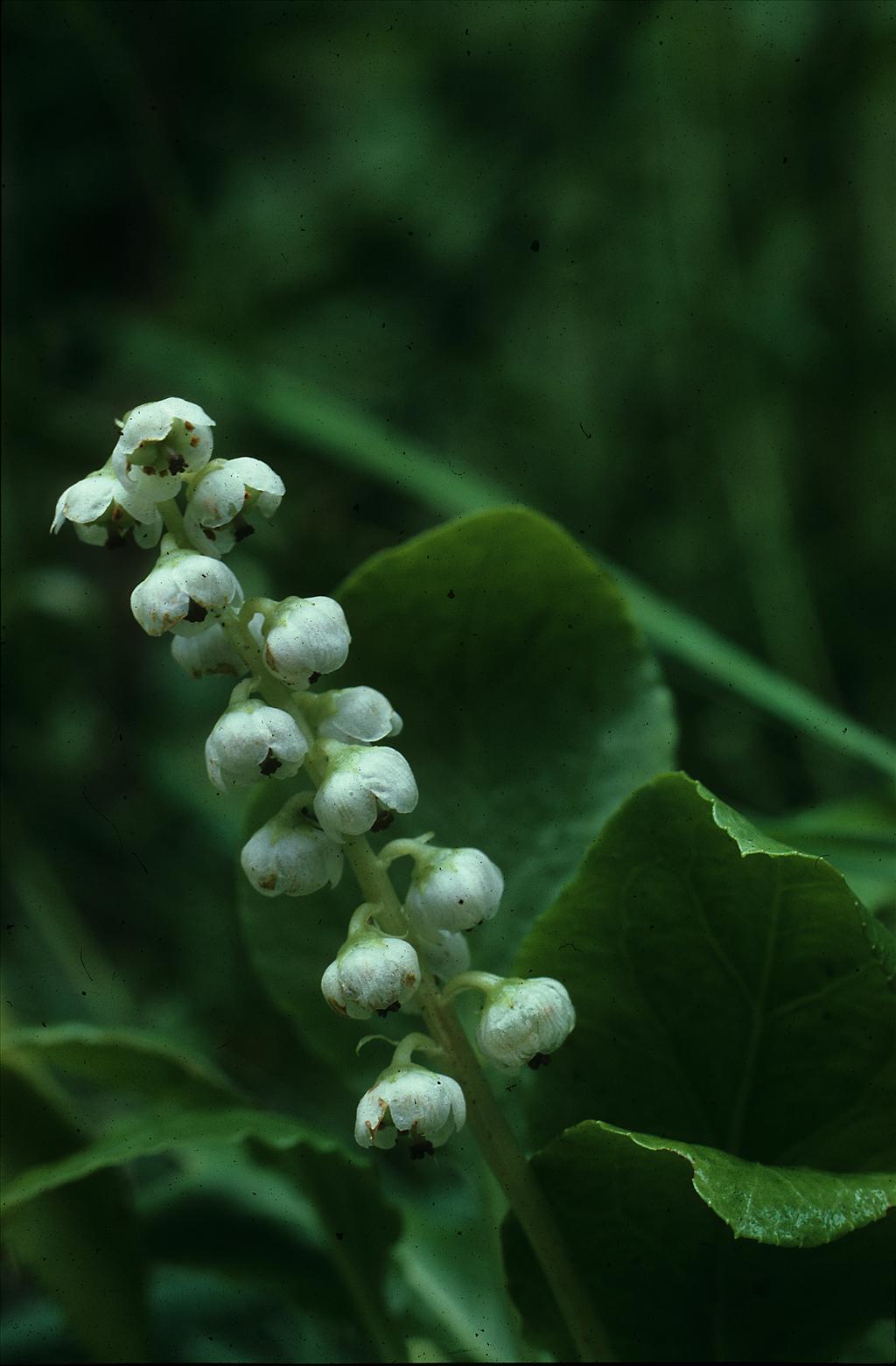 Pyrola minor (door Otto Brinkkemper)