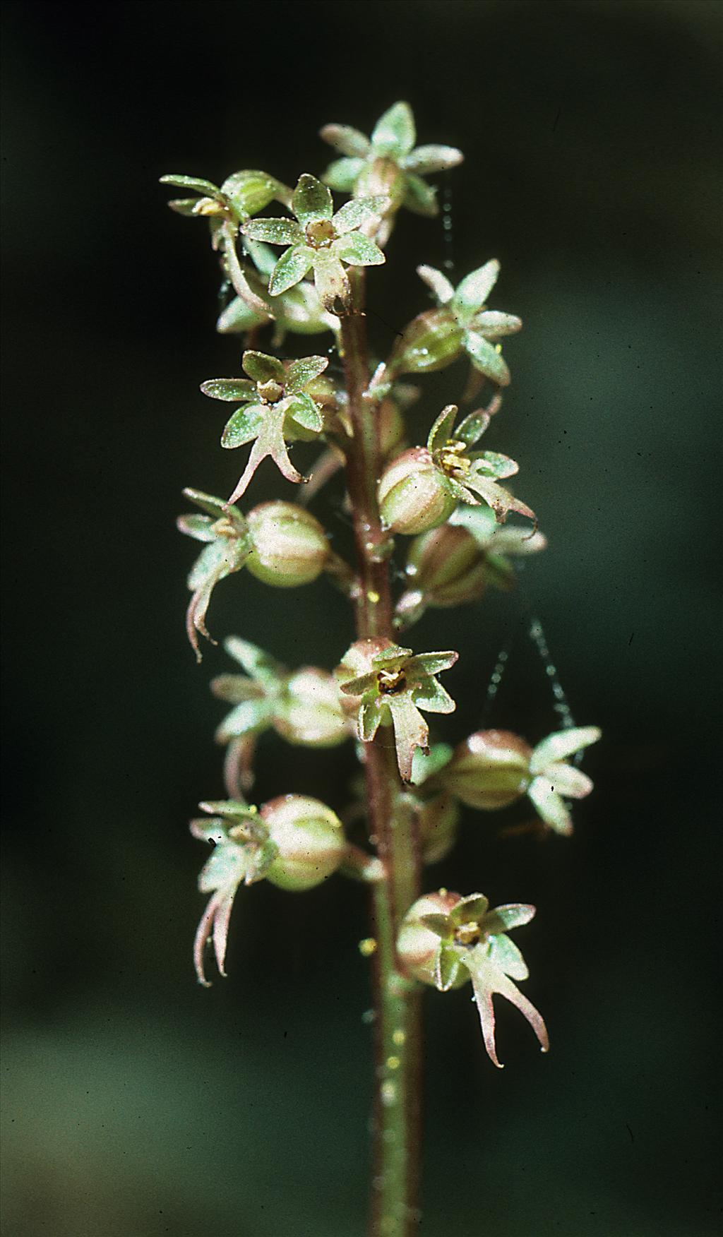 Neottia cordata (door Otto Brinkkemper)